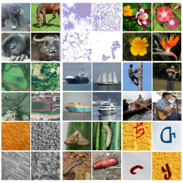 Example image classes from the Meta-Album benchmark